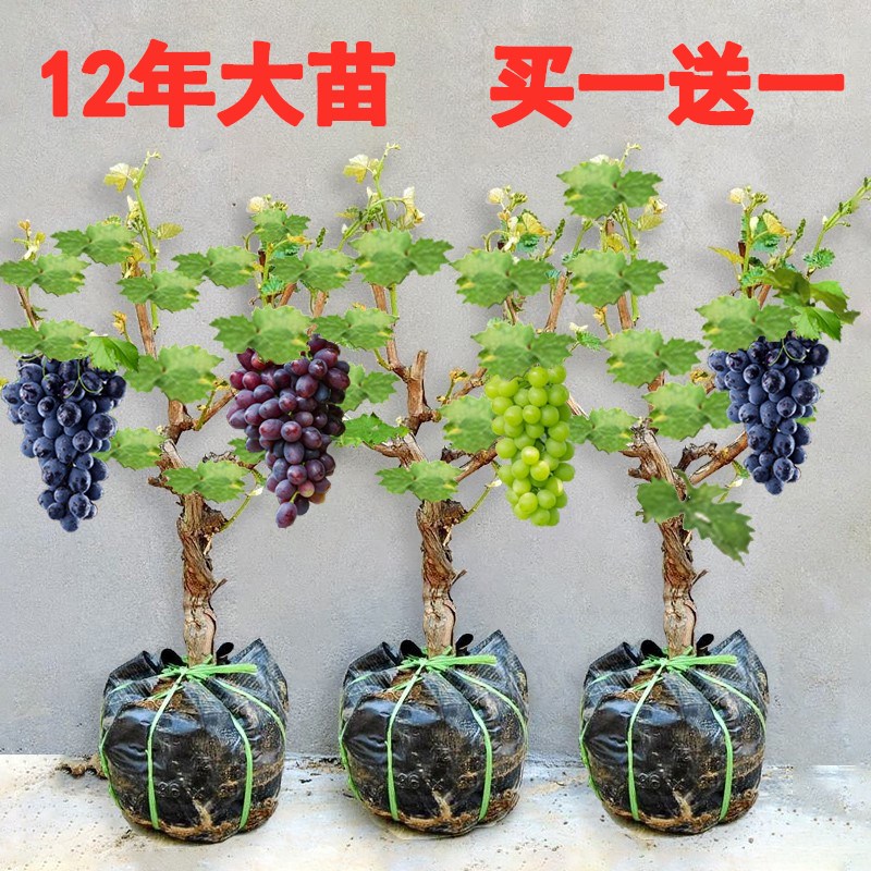 阳光萄果树葡树南北方盆栽爬藤耐寒苖葡萄树果苗玫瑰巨峰种植无架图片