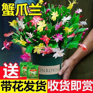 重瓣绿开花四季花苞耐寒花卉兰冬天阳台大全植物蟹爪盆栽带室内外