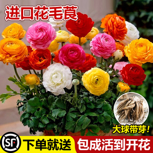 花多年生重瓣洋带芽牡丹盆栽发货毛茛球根种球花卉种子阳台进口