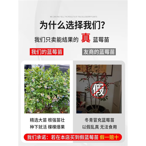 发大果栽特大盆栽果苗四季地树苗南方树北方蓝莓种植果树蓝莓带果