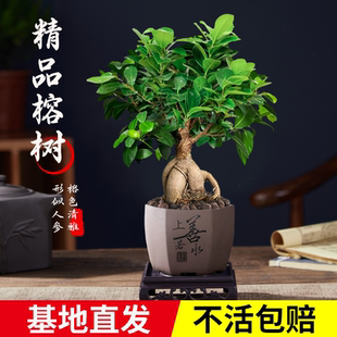 植物桌面办公室绿花卉盆景盆栽四季常青大榕树榕树小人参榕内客厅