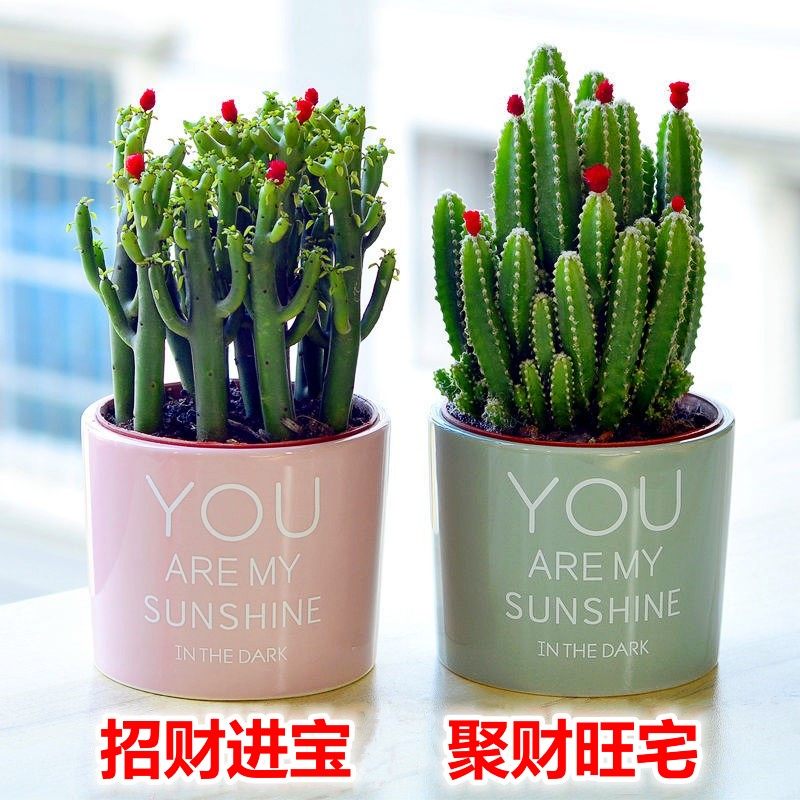 植物桌面小盆栽肉肉办公室山多肉盆栽甲醛绿植吸仙人掌聚财