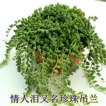 佛珠吊兰盆栽垂吊植物珍珠吊兰室内包邮情人泪多肉植物紫玄月植物