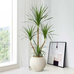 黑珍珠龙血树客厅绿植旺宅大型老桩多头龙须树网红盆栽植物