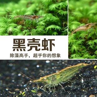 繁殖快的活虾小观赏淡水虾苗除藻清洁虾冷水鱼缸里养的小虾喂龟