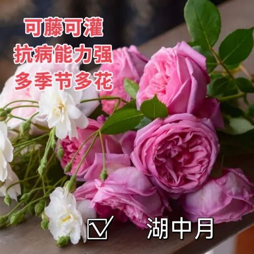 古老月季国月开花机器湖中月小苗D浓香抗病多季节多花别墅庭院