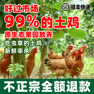 老母鸡土鸡农家散养草鸡柴鸡新鲜活鸡新鲜笨鸡农村走地跑山鸡整只