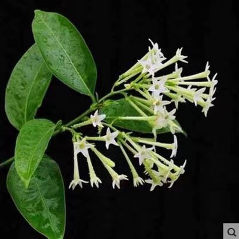 夜来香盆栽花大树苗四季t开花浓香室内外庭院阳台驱虫驱蚊夏季植