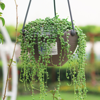 【赠品】爱丽思吊篮花盆6号理石色