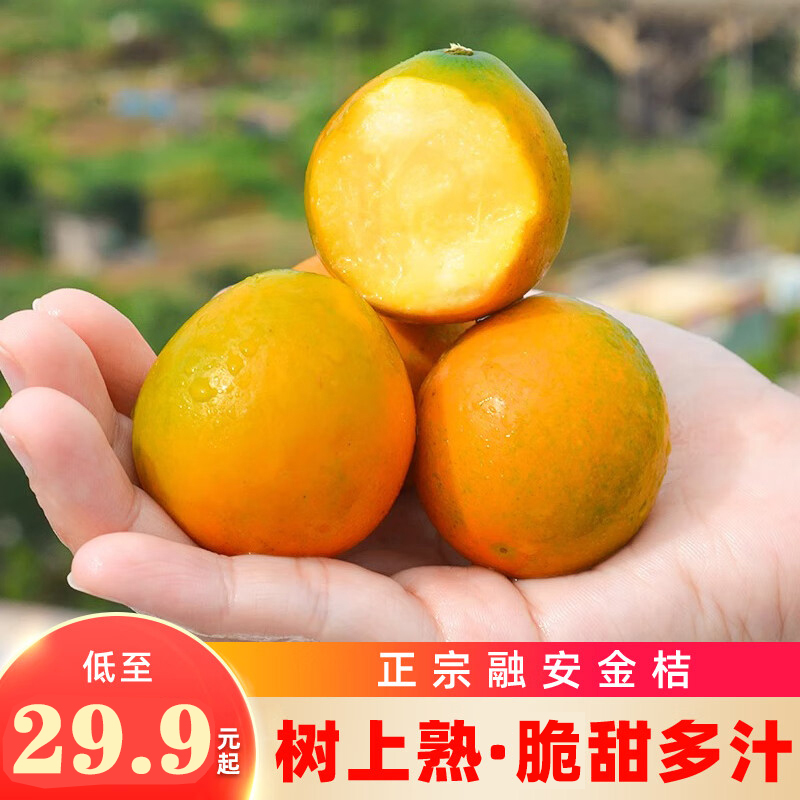 正宗！融安金桔！不催熟不打蜡！