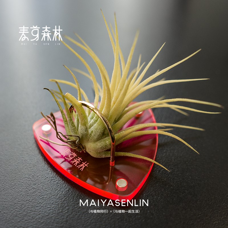 【创意磁吸贴】空气凤梨冰箱贴懒人植物好养高颜值创意磁贴亚克力