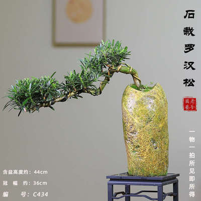 庭院玄关桌面小叶室内舌绿盆栽植物雀盆景罗Q汉松迎客松茶几真植