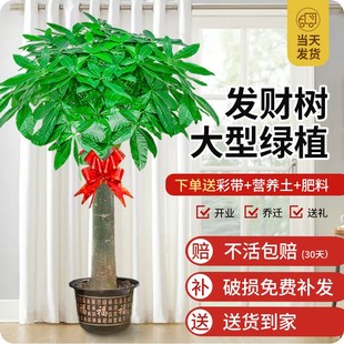 发财树客厅大g盆栽大型室内直杆招财树盆景办公室绿植开业送礼植
