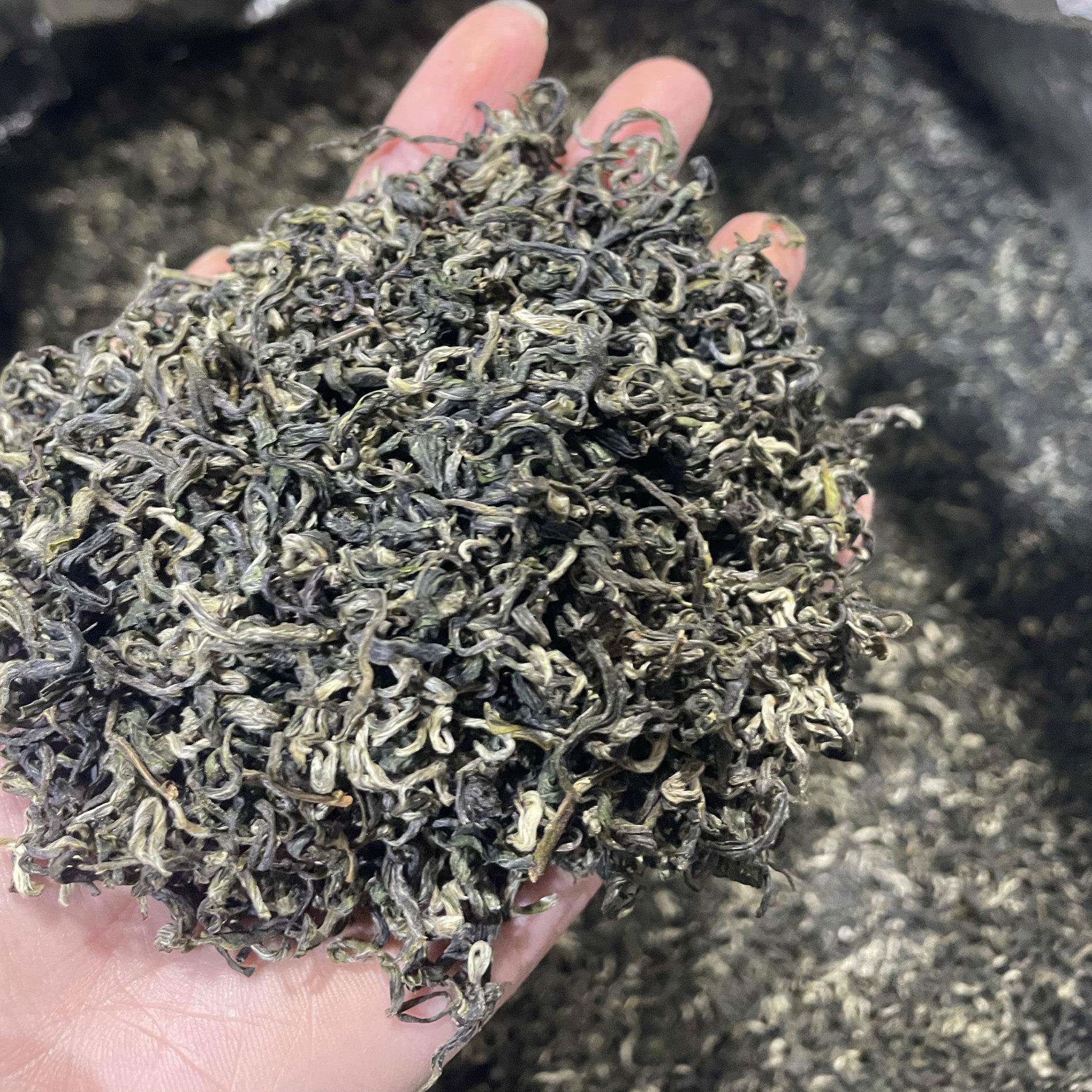 新茶上市寿宁高山云雾绿茶2025年新茶明前绿茶