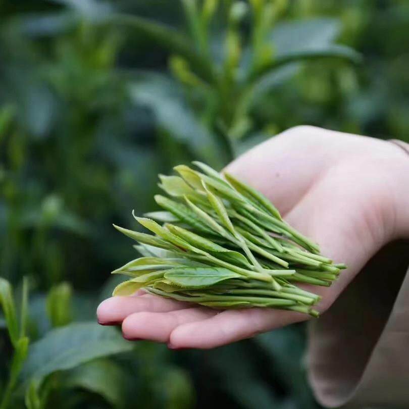 新鲜绿茶未加工 杭州龙井一芽三大叶 做猴魁红茶擂茶炒青太平猴魁
