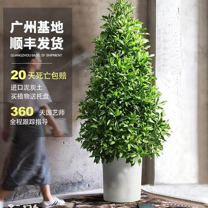 非洲茉莉大型盆栽室内客厅好养网红绿植办公室阳台花卉真植物盆景