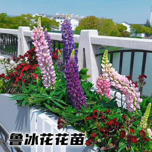 【鲁冰花花苗】多年生耐寒