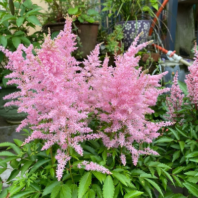 直播【络新妇花苗】多年生耐寒盆栽植物花卉庭院景观花苗室内室外