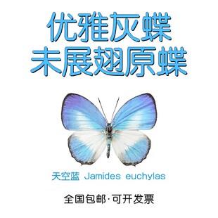 优雅灰蝶未展翅原蝶标本 Jamides euchylas 手工材料天空蓝灰蝶