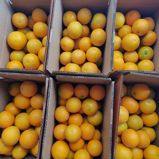 福利好而不贵正宗湖南麻阳冰糖橙应季新鲜水果10斤整箱手剥薄甜橙