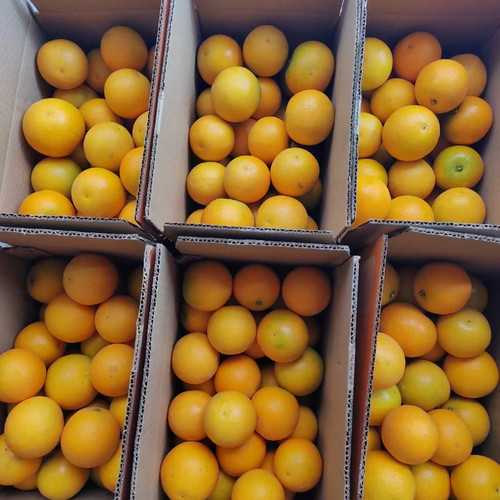 福利好而不贵正宗湖南麻阳冰糖橙应季新鲜水果10斤整箱手剥薄甜橙