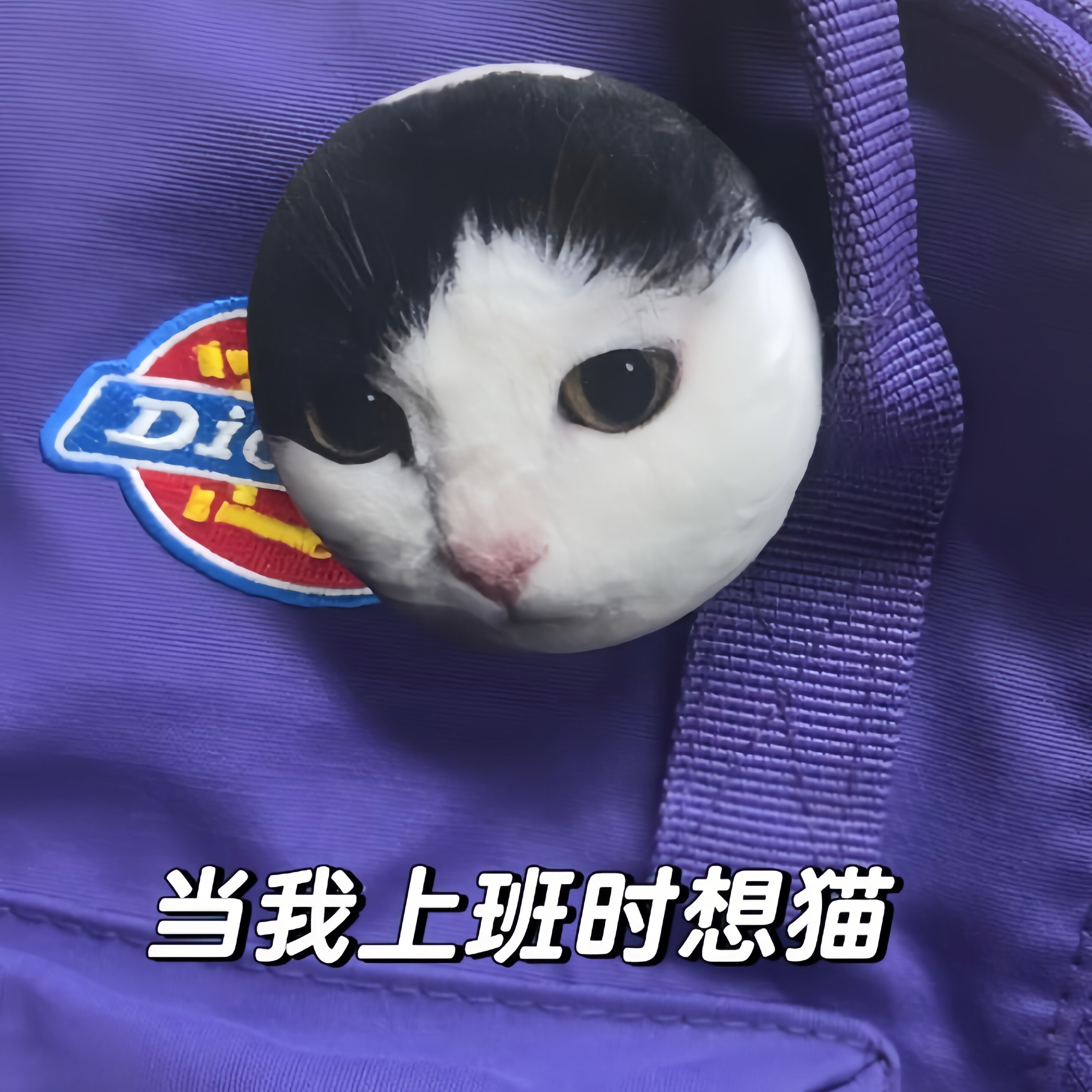 毛绒吧唧定制猫咪宠物可rua狗狗冰箱贴加厚二次元谷子徽章周边