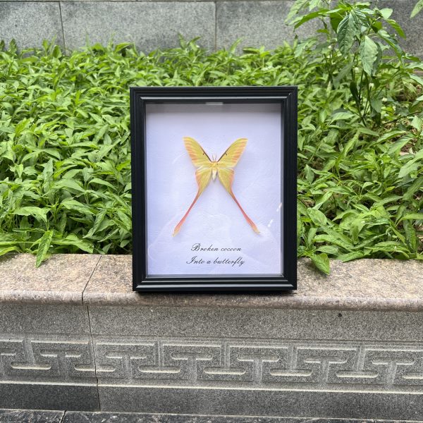 大创意礼物子标本家居装饰画节圣诞课桌摆件长尾生日蚕蛾真蛾