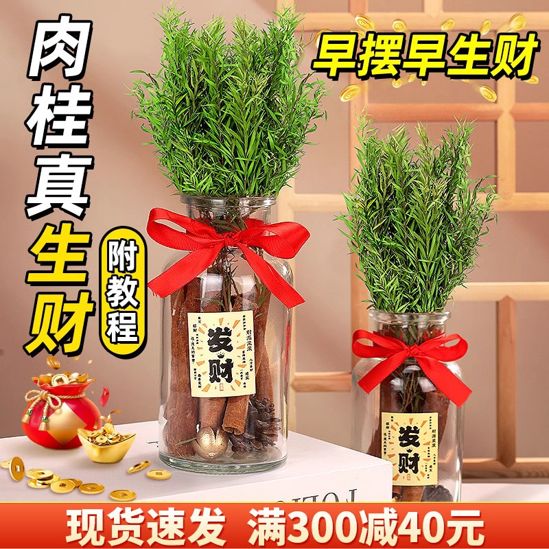肉桂生财瓶招财聚财客厅ins风摆件玻璃瓶diy材料U乔迁礼物搬家用