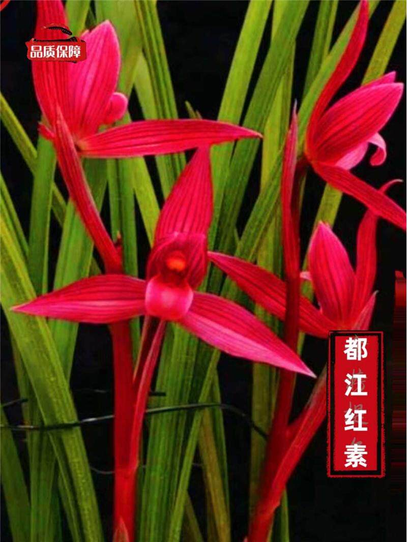 兰花盆栽植物室内春剑都江红素带花苞浓香型好养阳台客厅名贵兰花