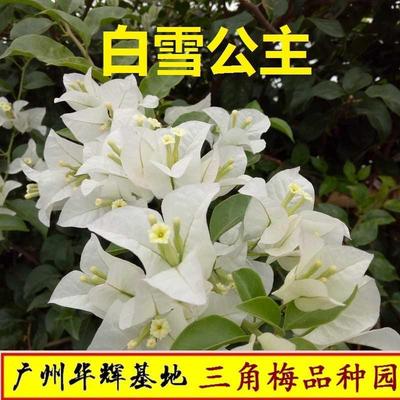 勤花三角梅白雪公主伊娃夫人白爬藤植物带花盆客厅庭院四季包邮