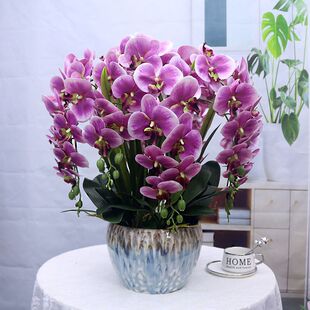 特大号手感PU蝴蝶兰保湿花客厅装饰花玄关电视柜假花摆件仿真花