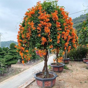 炮仗花苗 爬藤植物 鞭炮花 四z季可种阳台庭院垂吊攀援花卉 藤本