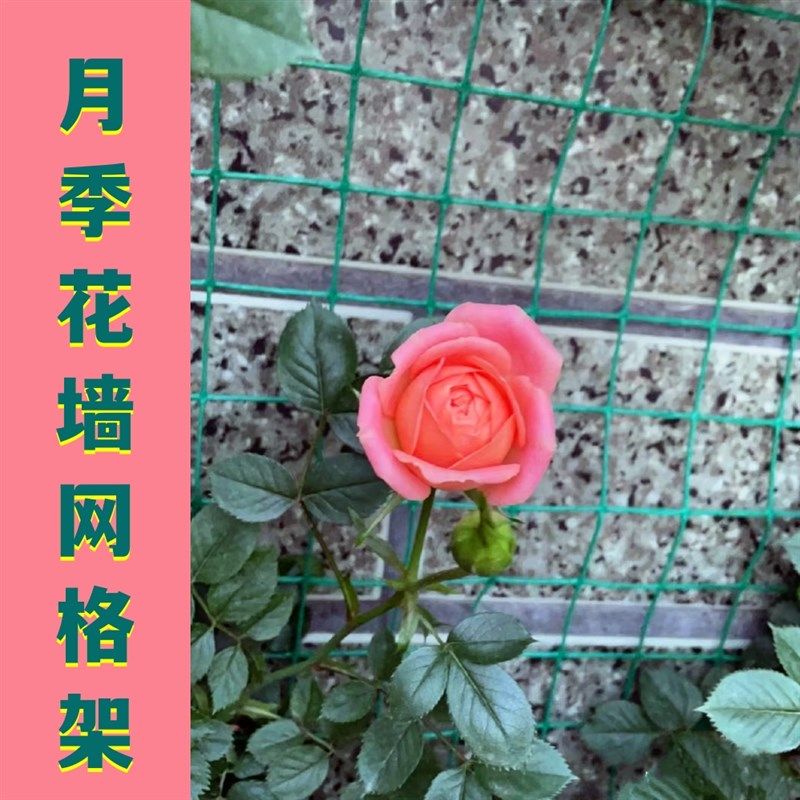 花墙架网格爬藤网花枝藤蔓攀爬上墙支撑花架蔷薇月季固定铁丝网架,鲜花速递/花卉仿真/绿植园艺,其它园艺用品,淘宝优惠券,粉丝福利购,淘宝优惠卷