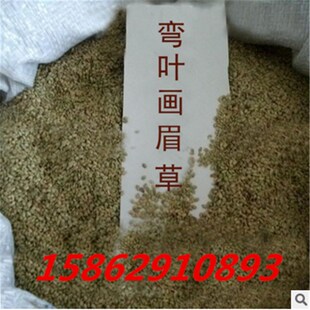 草坪种子/护坡草坪耐寒/弯叶画眉草种子/S耐旱性很强/耐炎