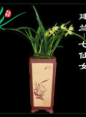 建兰兰花四季七仙女浓香花卉景栽盆土绿植带草植物名贵苗芳香花苞