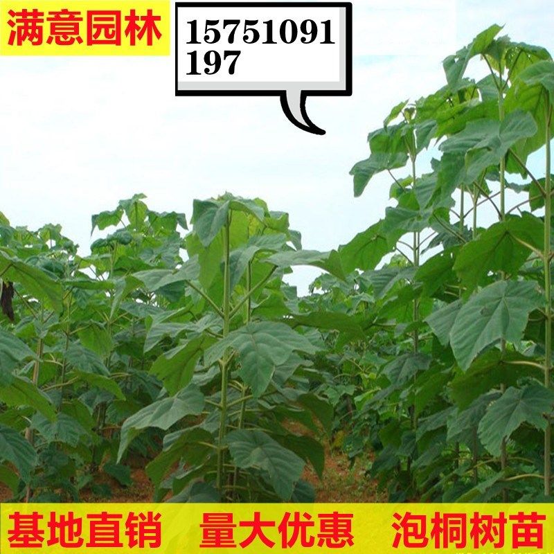 泡桐树苗 泡桐苗 泡桐小苗 各种A规格 泡桐根 各种庭院绿化工程苗图片