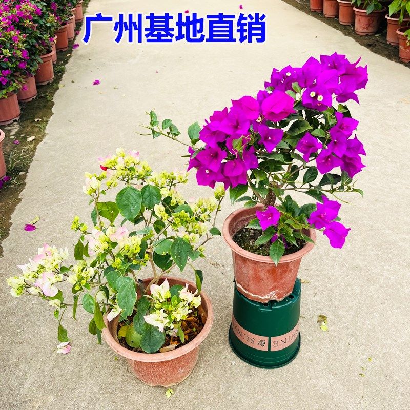 三角梅盆栽带花阳台庭院植物四季开花耐晒花卉重瓣老桩爬藤绿樱苗,鲜花速递/花卉仿真/绿植园艺,绣球/木绣球/木本植物,淘宝优惠券,粉丝福利购,淘宝优惠卷