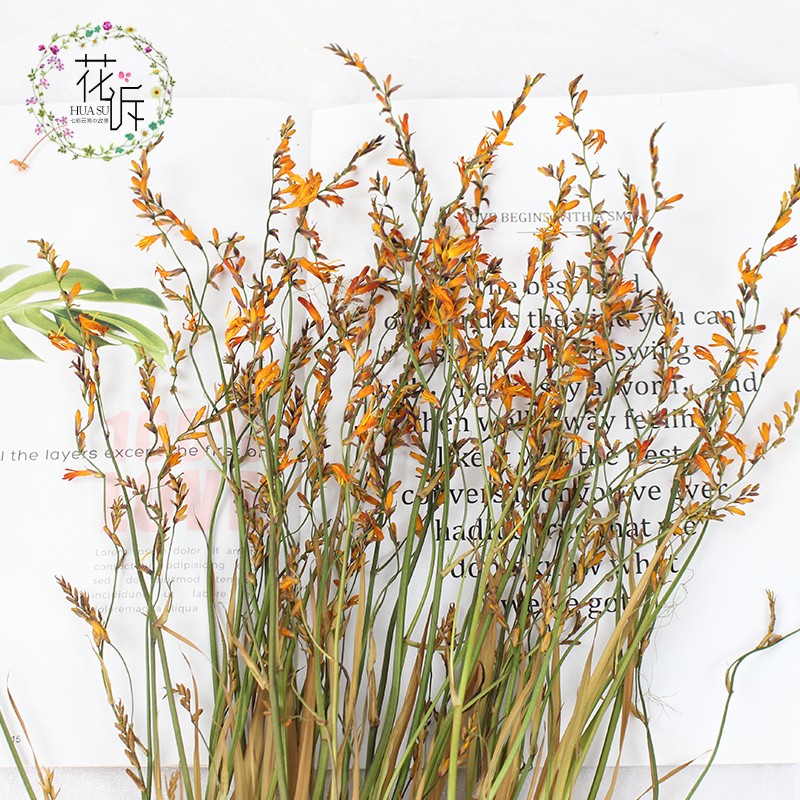 干花针垫天然真花装饰插花北欧ins自然风云P南火焰兰摆设拍摄道具