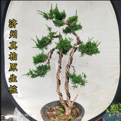 松柏类盆景老桩济州真柏原生桩一本双杆阳台庭院茶几耐寒喜阳绿植