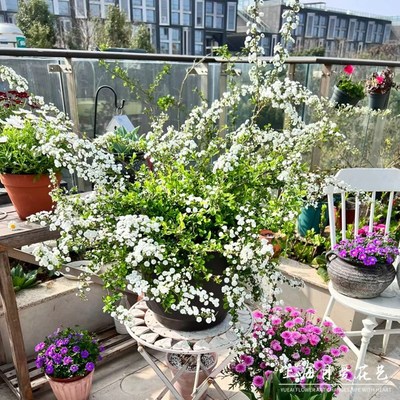 重瓣绣线菊笑靥花盆栽小手球喷雪庭院G阳台花镜多年生开花机器花