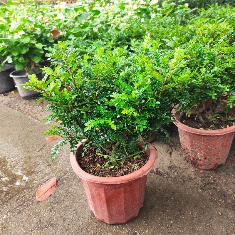 清香木盆栽 室内外阳台庭院办公室多年生常绿胡椒木驱蚊净化空气,鲜花速递/花卉仿真/绿植园艺,绿植,淘宝优惠券,粉丝福利购,淘宝优惠卷