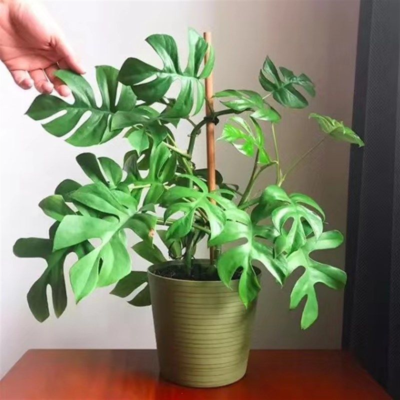 龟背姬 现货速发爬藤 网红办公室植物耐阴好养,鲜花速递/花卉仿真/绿植园艺,造型盆景,淘宝优惠券,粉丝福利购,淘宝优惠卷