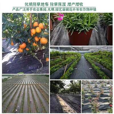 农用防草布除草布园艺地布钉果园果树耐用盖草布地膜透气大棚单张