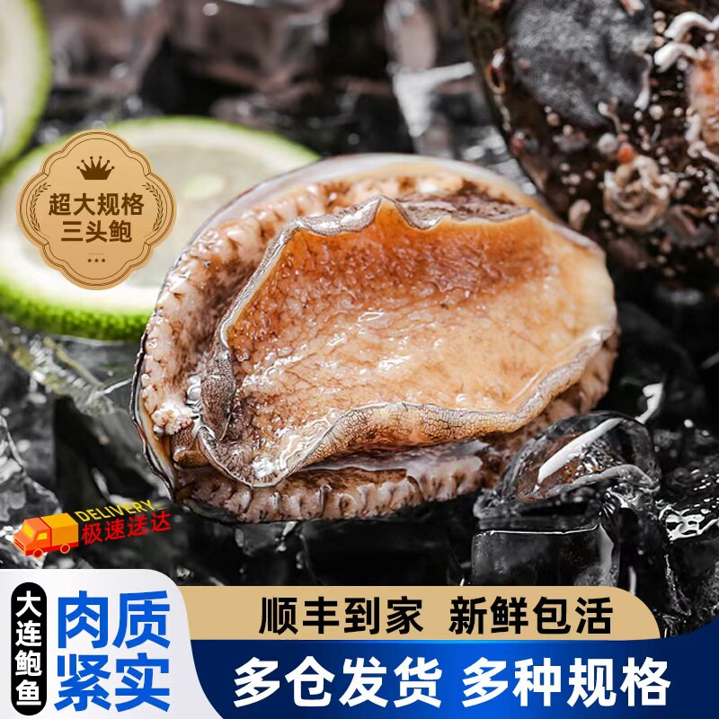 【保活】鲜活鲍鱼 2-3头/斤 充氧活发 特大号鲍鱼 死亡包赔  顺丰