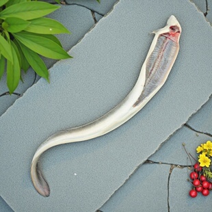 【次日达】冰鲜新鲜催乳月子汤食用鱼术后滋补鳗鱼江浙沪皖专享