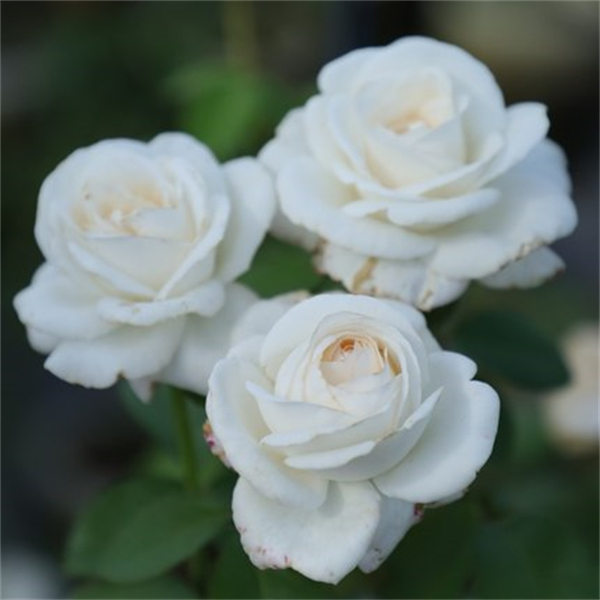 珍妮莫罗 月季扦插小苗庭院阳台四季切花