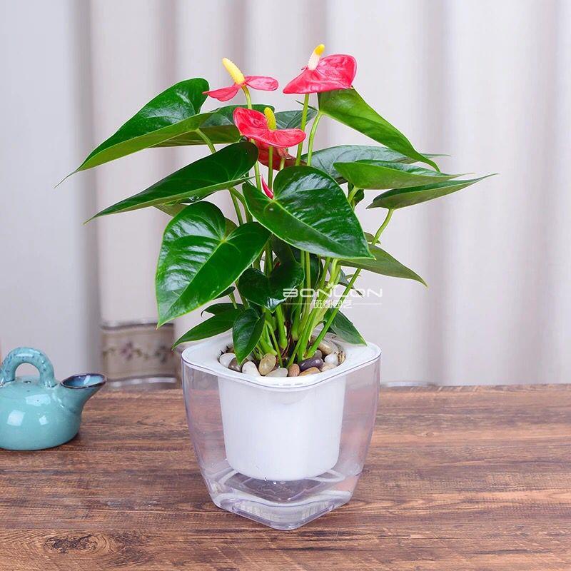 水培红掌白掌盆栽植物室内花卉好养一帆风顺水养粉掌四季常青绿植