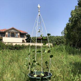 铁艺球兰山乌龟甲龙绿萝铁线莲花架爬藤架子攀爬绿植物支架杆牵引