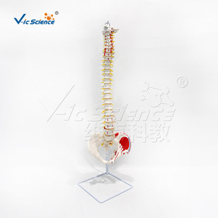 自然大脊髓带枕骨和（新）骨盆附肌肉起止点模型