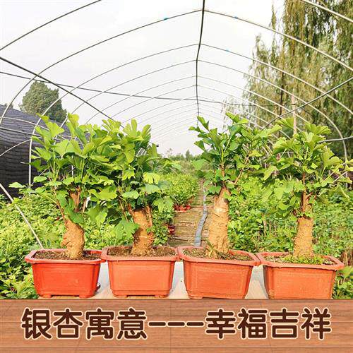 银杏树苗造型老桩矮霸四季好养易活室内花卉禄盘植物盆栽盆景活动